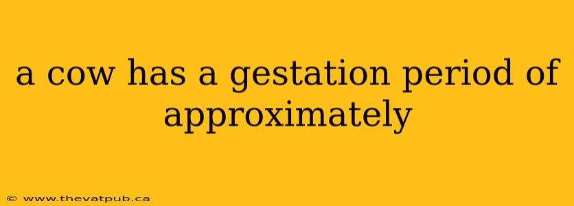 a cow has a gestation period of approximately