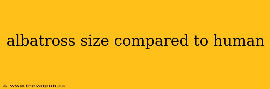 albatross size compared to human