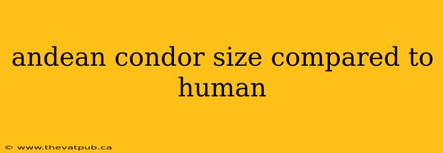 andean condor size compared to human