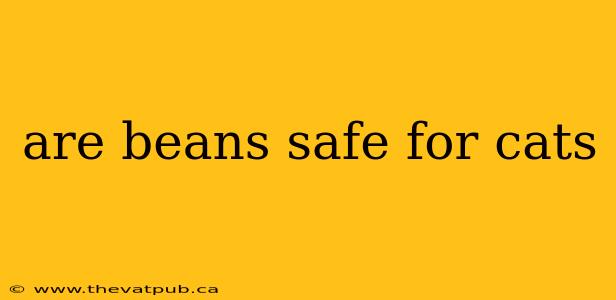 are beans safe for cats