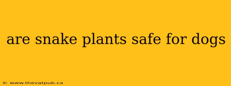are snake plants safe for dogs