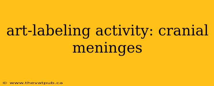 art-labeling activity: cranial meninges