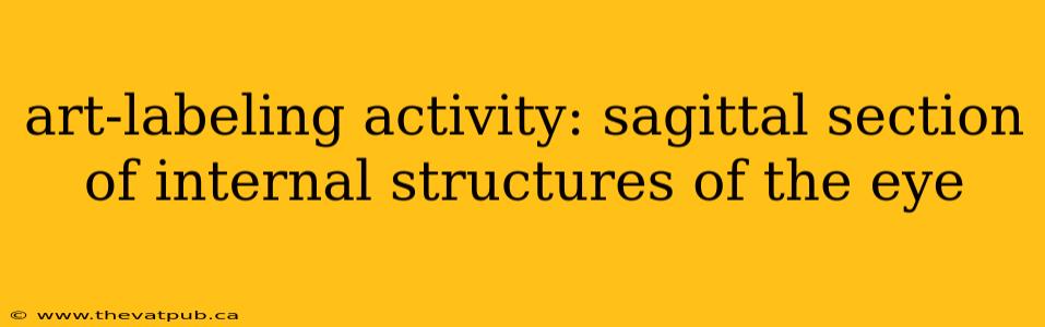 art-labeling activity: sagittal section of internal structures of the eye