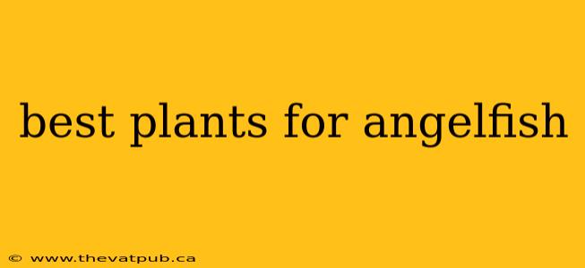 best plants for angelfish