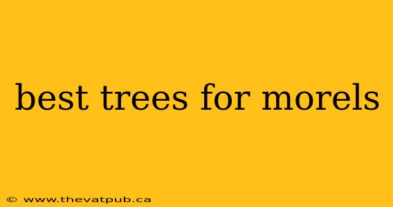best trees for morels