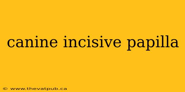 canine incisive papilla