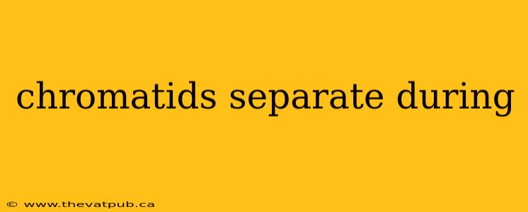 chromatids separate during