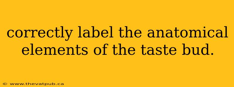 correctly label the anatomical elements of the taste bud.