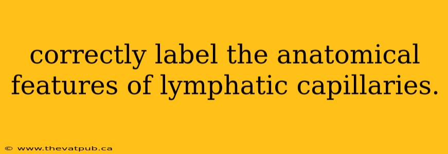 correctly label the anatomical features of lymphatic capillaries.