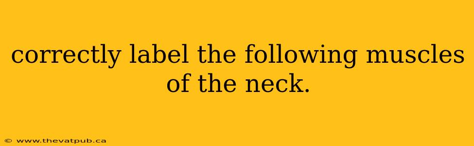 correctly label the following muscles of the neck.