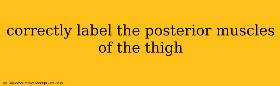 correctly label the posterior muscles of the thigh