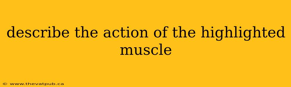 describe the action of the highlighted muscle
