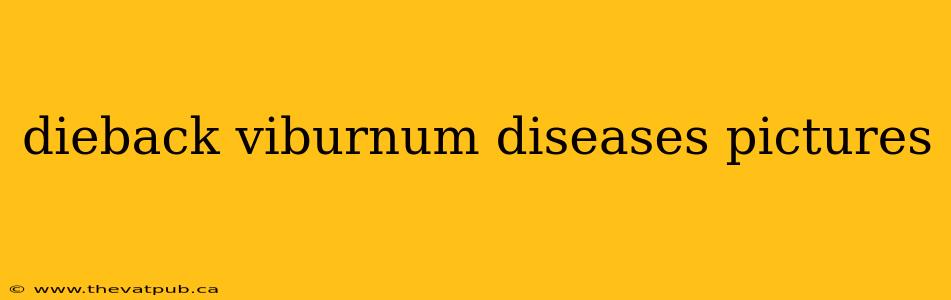 dieback viburnum diseases pictures