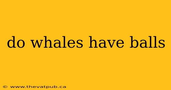 do whales have balls