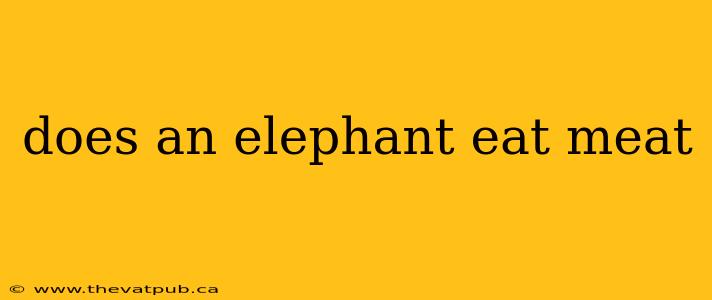 does an elephant eat meat