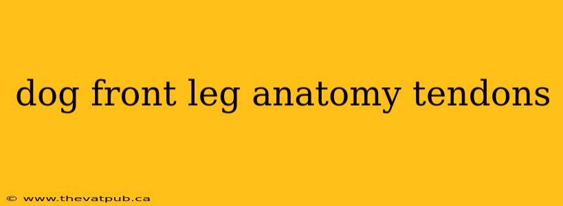 dog front leg anatomy tendons