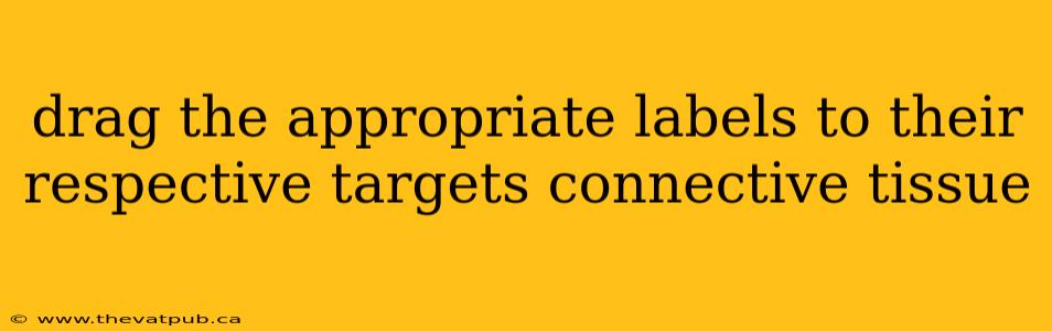drag the appropriate labels to their respective targets connective tissue