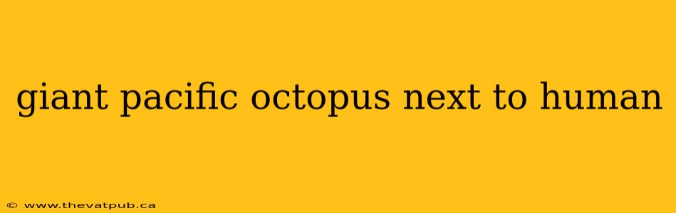 giant pacific octopus next to human