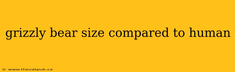 grizzly bear size compared to human