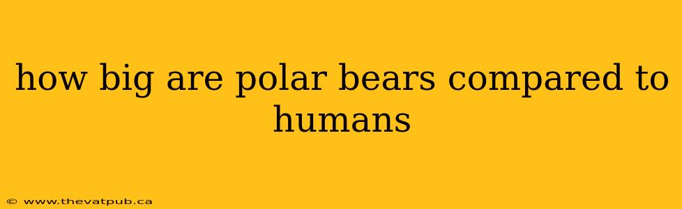 how big are polar bears compared to humans