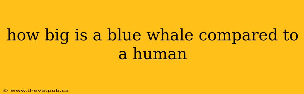 how big is a blue whale compared to a human