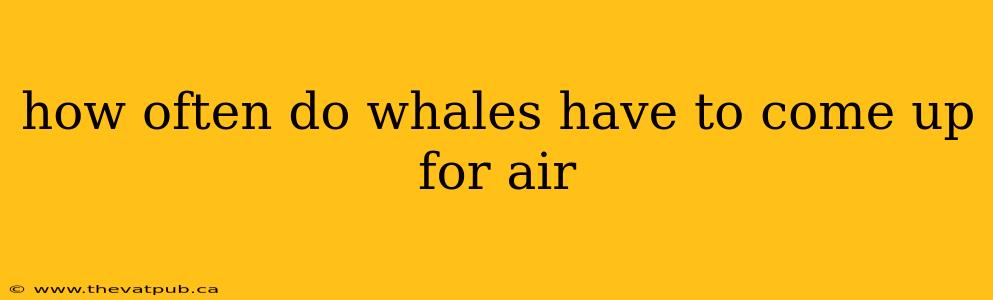how often do whales have to come up for air