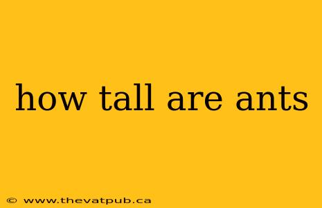 how tall are ants