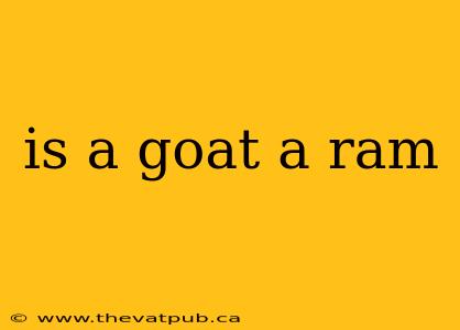 is a goat a ram