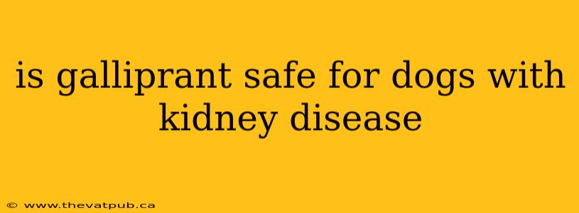 is galliprant safe for dogs with kidney disease