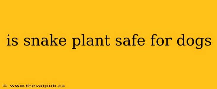 is snake plant safe for dogs