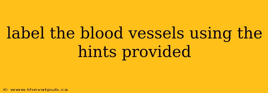 label the blood vessels using the hints provided