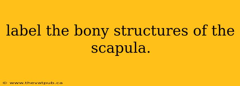 label the bony structures of the scapula.
