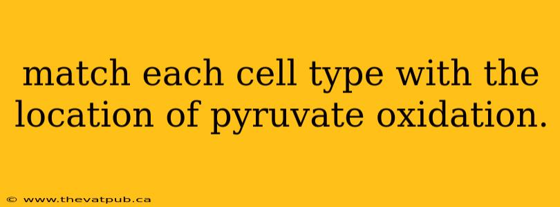 match each cell type with the location of pyruvate oxidation.