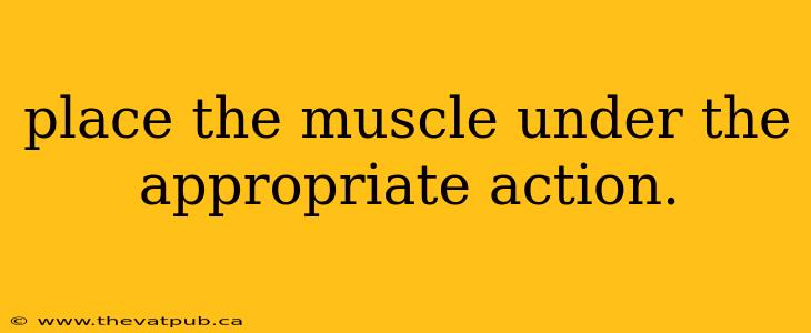 place the muscle under the appropriate action.