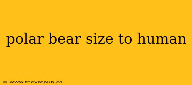 polar bear size to human