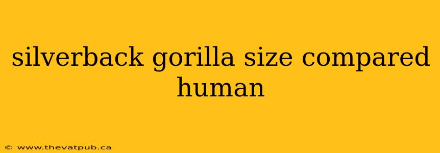 silverback gorilla size compared human