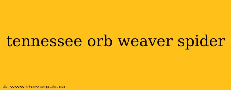 tennessee orb weaver spider