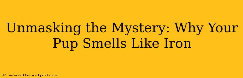 Unmasking the Mystery: Why Your Pup Smells Like Iron