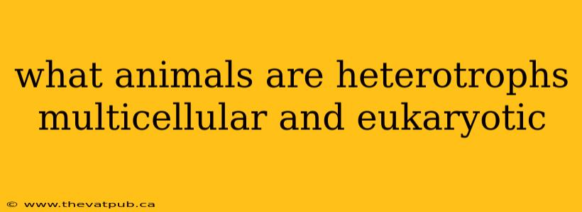 what animals are heterotrophs multicellular and eukaryotic