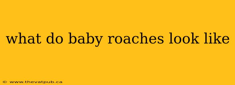 what do baby roaches look like