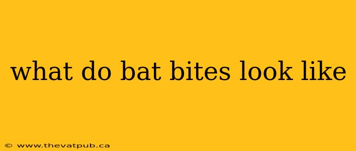 what do bat bites look like