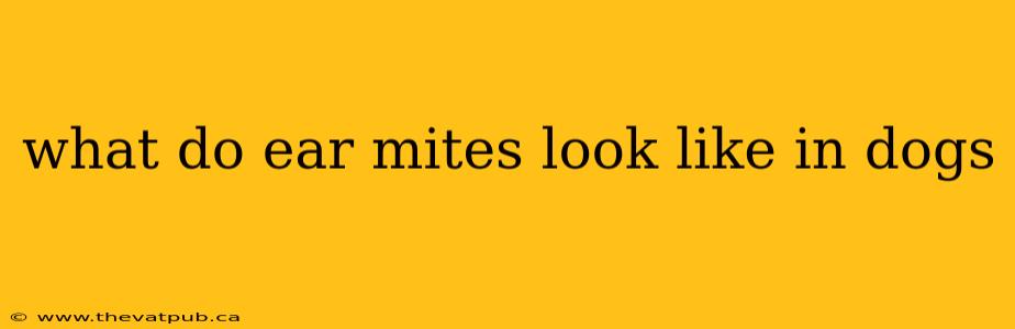 what do ear mites look like in dogs