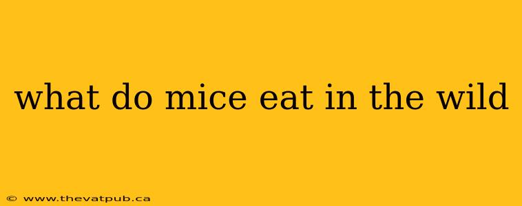 what do mice eat in the wild