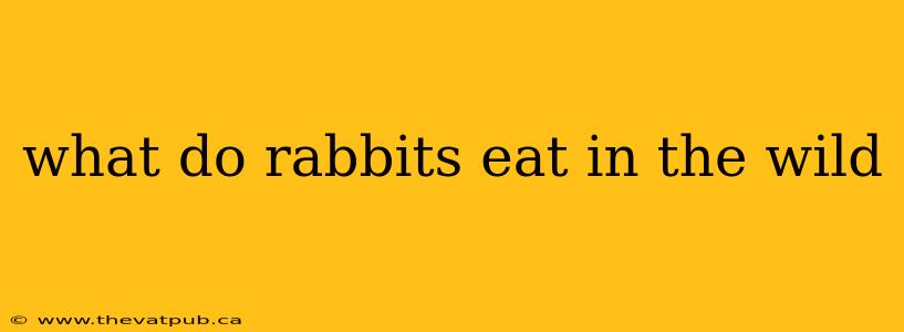 what do rabbits eat in the wild