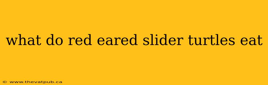 what do red eared slider turtles eat