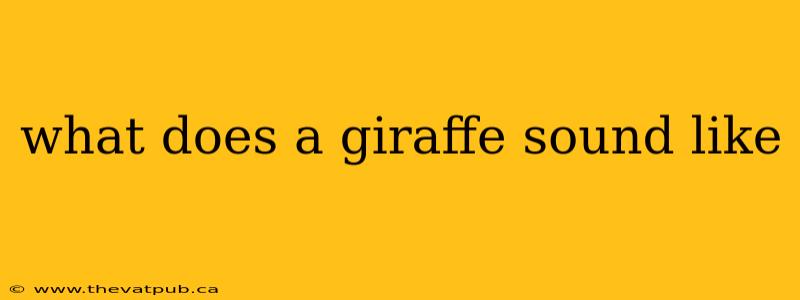 what does a giraffe sound like