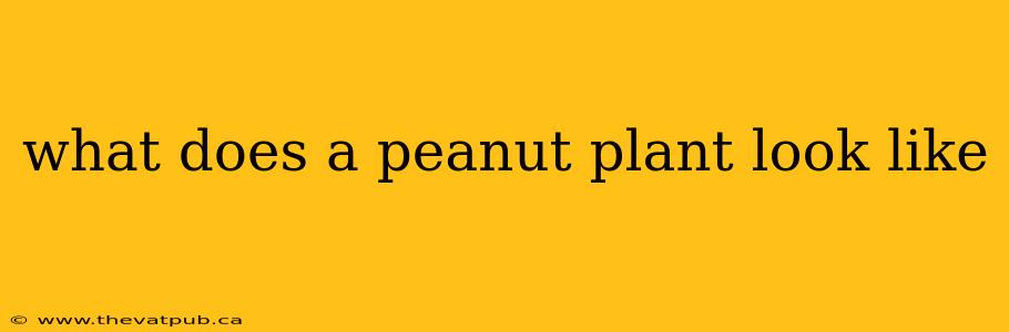 what does a peanut plant look like