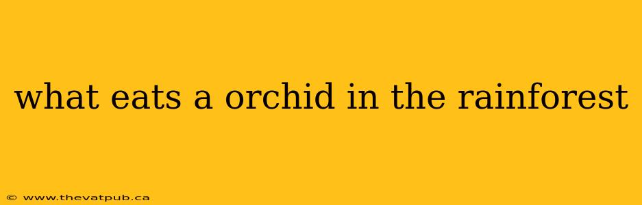 what eats a orchid in the rainforest