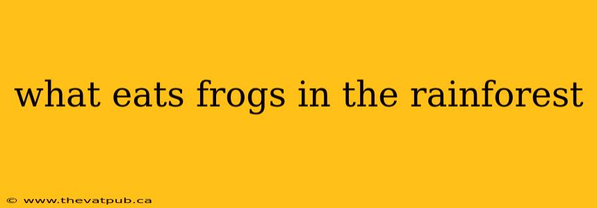 what eats frogs in the rainforest