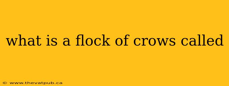 what is a flock of crows called